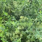 سدر ومشاط وحناء توصيل لجميع مدن المملكة جملة وتجزئة