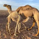 عشرا للبيع ام رابع تحتها قعود الحليب واجد وهديه وسلم شرط