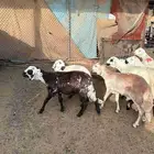 طليان سواكني مرابي