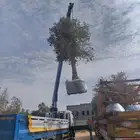 زيتون معمر لتوصل علا