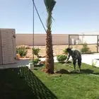 ابوعلي مختص في زراعت انخيل الموقع تبوك