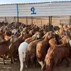 طليان سواكن حمري مرابي ( شامل الذبح والتغليف التوصيل   )