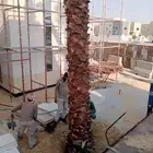 جميع انواع الاشجار والنخيل