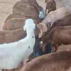 برابر وتيوس صوماليه سواكن وقعود مناسبه للاعراس والمناسبات