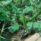 شتلات زراعيه للبيع