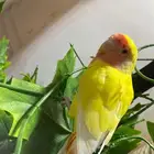 بغباء روز التينو (اليف)