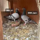 زاجل سباق