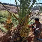 يوجد جميع انواع النخيل لتواصل