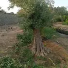 يوجد لدينا زيتون معمر مثمر جميع الأحجام ويوجد وسط ويوجد شتلا