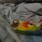 القنفذه القوز كنيور اليف يتعلق بصاحبه بسرعه يرقص