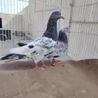 ثلاث ازواج بكستاني