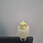 كروان(كوكتيل)