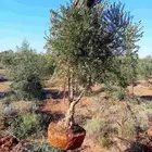 للبيع أشجار زيتون كميه محدوده وبسعر مغري