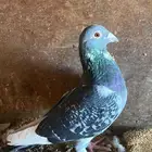 ذكر زاجل سباق