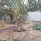 فسايل نخل نوايع برحي خلاص صقعي مجدول ونان