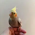 فرخ كروان اليف جداا