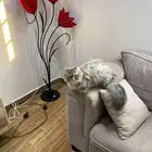 قطتان اناث معقمات للتبني