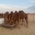 للبيع بكار حمر دهم عكش سواحل وسم واحد