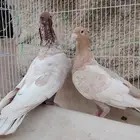 زوج زاجل فراشه