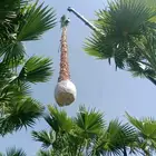 نخيل وشنطوني مقاسات مختلفة