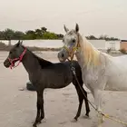 فرس لقاح تحتها مهره