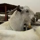 تيس بيشي اعفر فحل لبيع