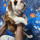 british bulldog بريتيش بولدوج