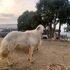 خروف فحل