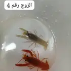 استكوزا نهري بسعر مميز