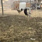 2 ديكه بلديه كفو