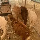 سواكن حمري مرابي ثلاث اشهر ونصف