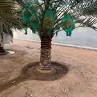 قشع واركز جميع انواع النخيل والأشجار