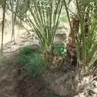 توريد نخيل بجميع انواعه