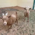 تيس قزمي تشيكي بيور
