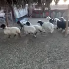 للبيع بهم نعيم مع هجين بحري الحاله طيبات وسليمه شرط العمار