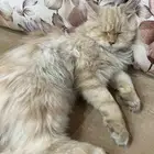 قطة للتبني