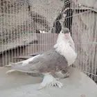 انثى شيرازيه منتجه