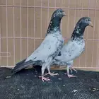 زوج سهران بوري بأنتاجه