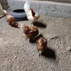 دجاج لوهمان