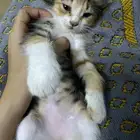 قطط للتبني