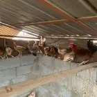 دجاج بلدي