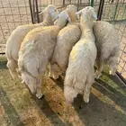 طليان حرية سمان للبيع