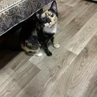 Free Cat Adoption Give a Loving Home to a Deservin