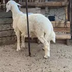 خروف حري