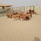 12 ماعز محايليات بالفحل يتبعها 18بهم ب 2200 ريال للراس جمله