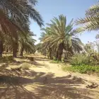 صقعي وخلاص