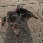 دجاج رومي منتج