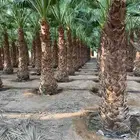 النخل الوشنطو