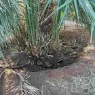 يوجد لدينا جميع انواع النخيل نقايل وجثائث وفروخ جميع انواع