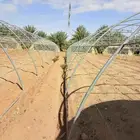 نشتري جميع انواع البيوت المحميه